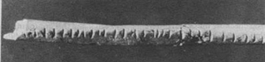 Lebombo tally stick (35,000 BC)
