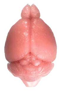 pink oval with some indentations