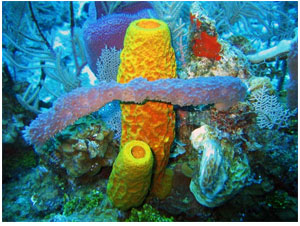 red yellow and purple sponges in water