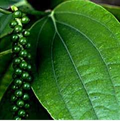 Black pepper growing in India