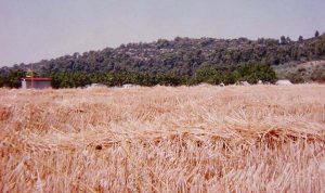 History of farming - the beginning of agriculture A field of wheat: history of farming