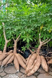 Yuca plants after they're pulled up