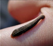 A leech