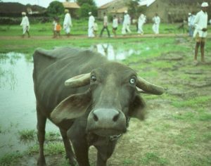 Water buffalo