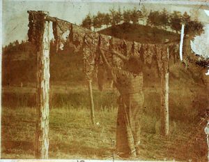 Cheyenne woman drying beef strips (Julia Tuell, 1900)