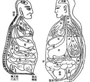 Chinese drawing of the organs (about 1200)