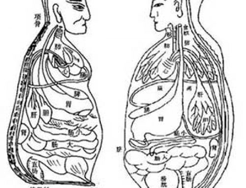 Human organs: medieval science