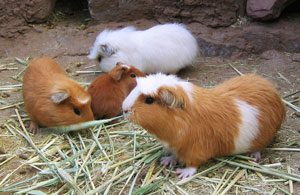 Guinea pigs in Peru