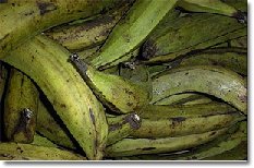 Plantains